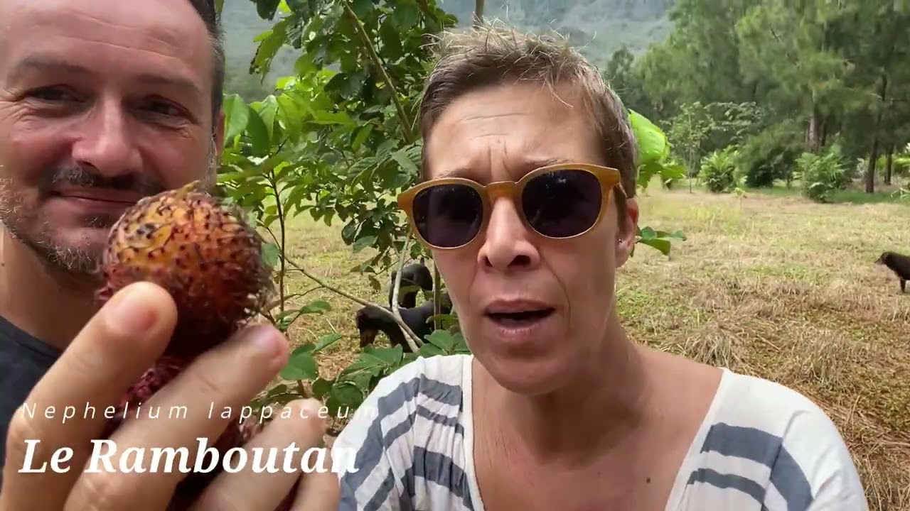 Ramboutan : le litchi chevelu