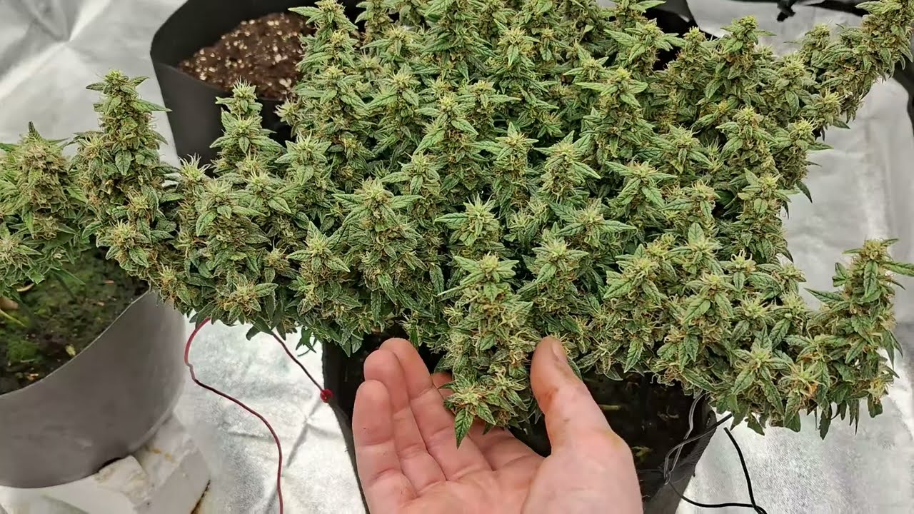 My New Grow Setup Can Now Do 6-10 PlantsThe Scottish Grower