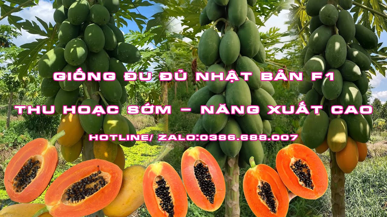 Giống Đu Đủ Nhật Bản Ruột Đỏ F1 Thu Hoạch Sớm Năng Suất Cao LH: 0386688007
