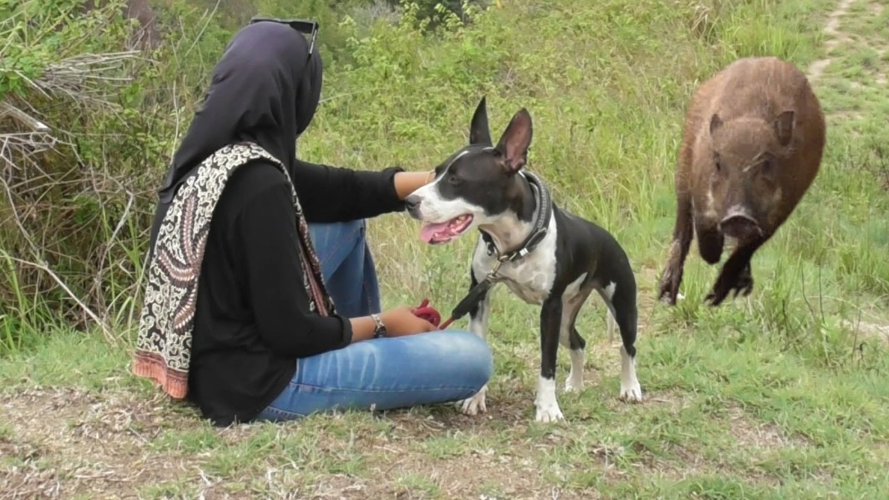 SERU DAN MENEGANGKAN⁉️ KEJADIAN SAAT BERBURU BABI DI BUKIT KILAH BALIMBIANG