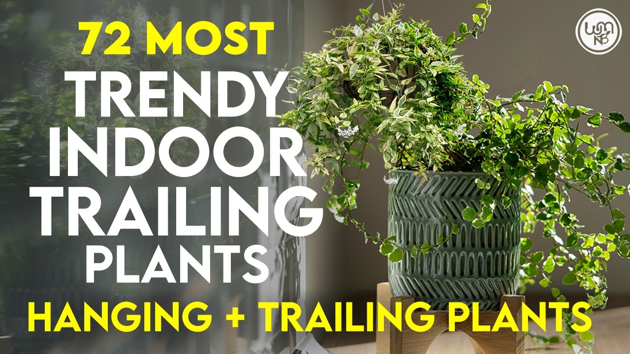 72 Best Trailing Plants for Indoor | Indoor Trailing Plants | Trailing Houseplants for Indoor