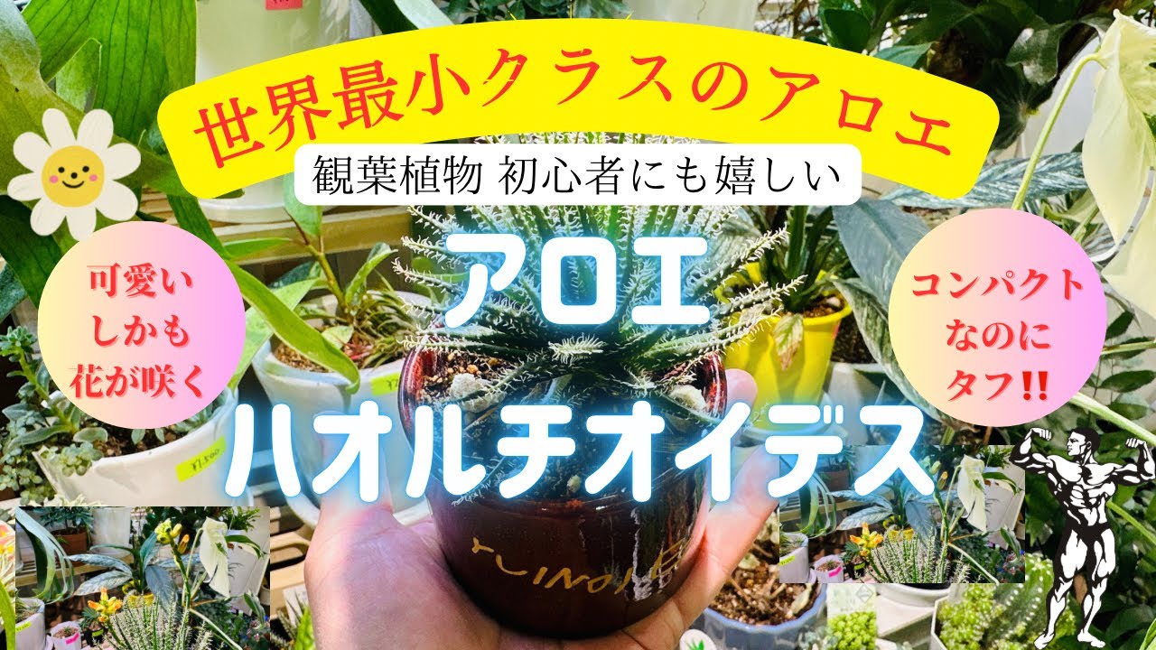 【観葉植物 初心者も嬉しい☺️】アロエ・ハオルチオイデス🌱