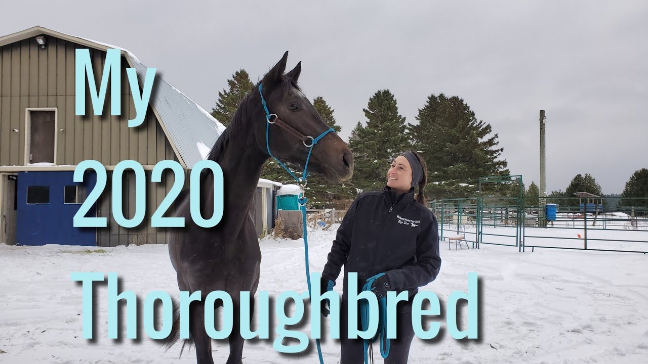 Meet my new OTTB for the makeover 2020