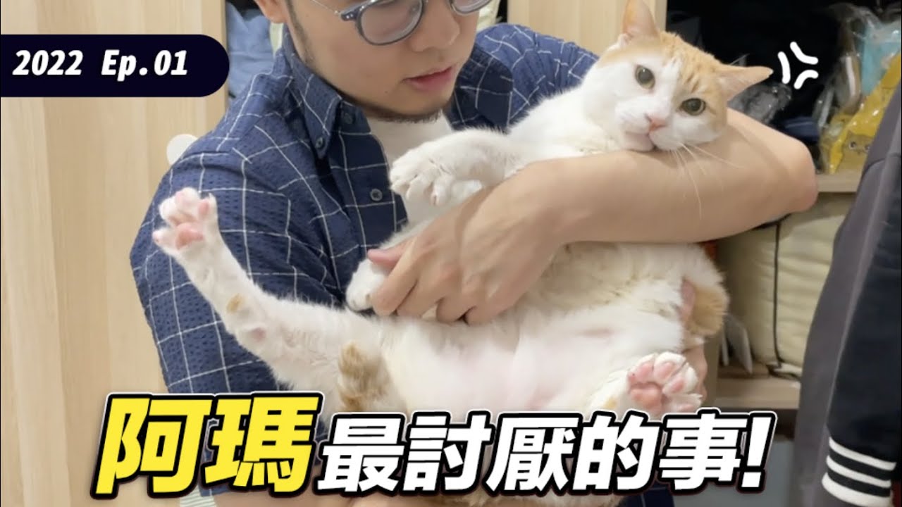 【阿瑪最討厭的事！】#後宮貓咪討厭的事 EP.1 志銘與狸貓