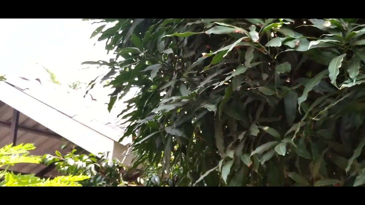Bird vs lizard🐦 🦎