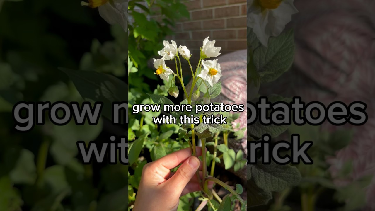 Increase your potato harvest by doing this simple thing #gardening #growingpotatoes