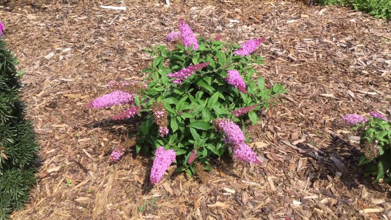 PUGSTER™ Butterfly Bush | WWW.GARDENCROSSINGS.COM