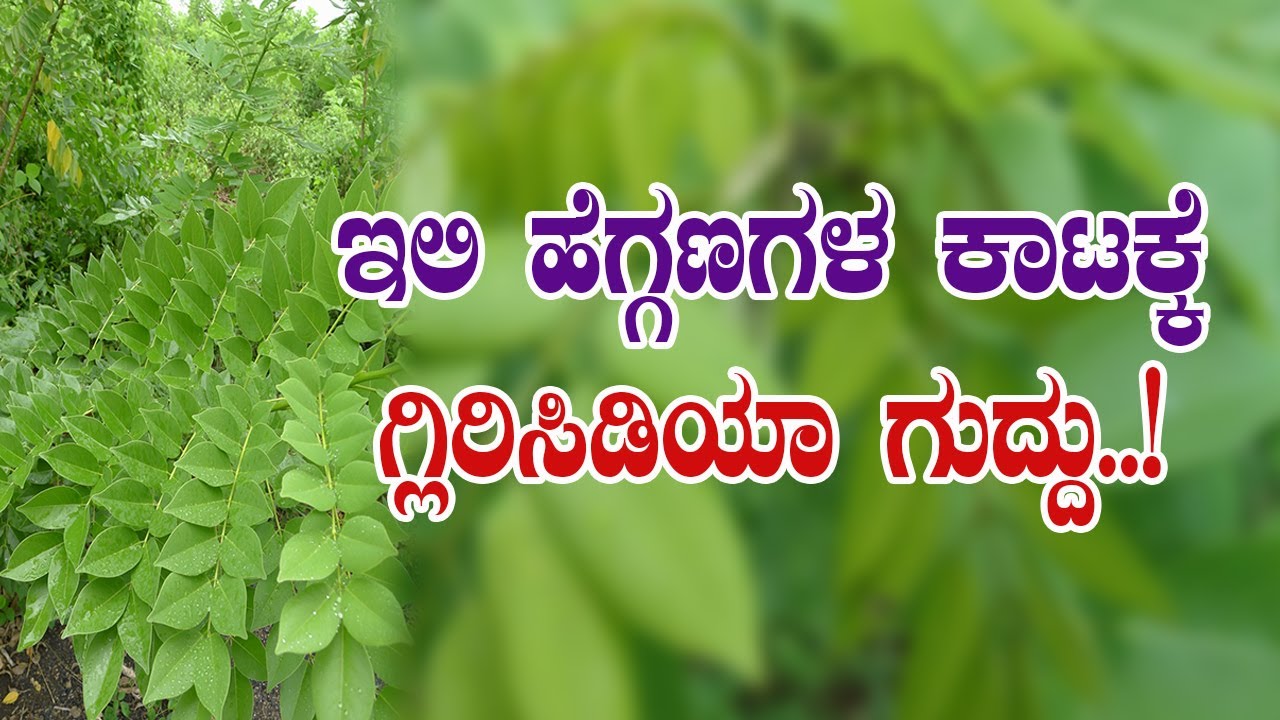 ನಿಮ್ಮ ತೋಟದಲ್ಲಿ ಗ್ಲಿರಿಸಿಡಿಯಾ ಇದ್ರೆ ಇಳುವರಿ ಹೆಚ್ಚುತ್ತೆ..! Multiple benefits of Gliricidia