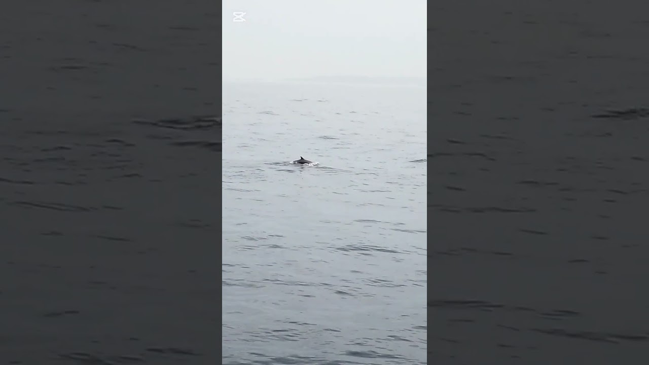 whale watching mirissa