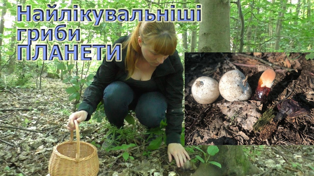 Ці гриби лікують! Веселка звичайна та Рейши/Phallus impudicus та Ganoderma lucidum
