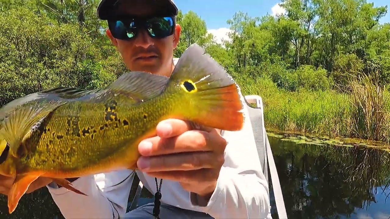 Unveiling the hidden wonders of the Everglades!