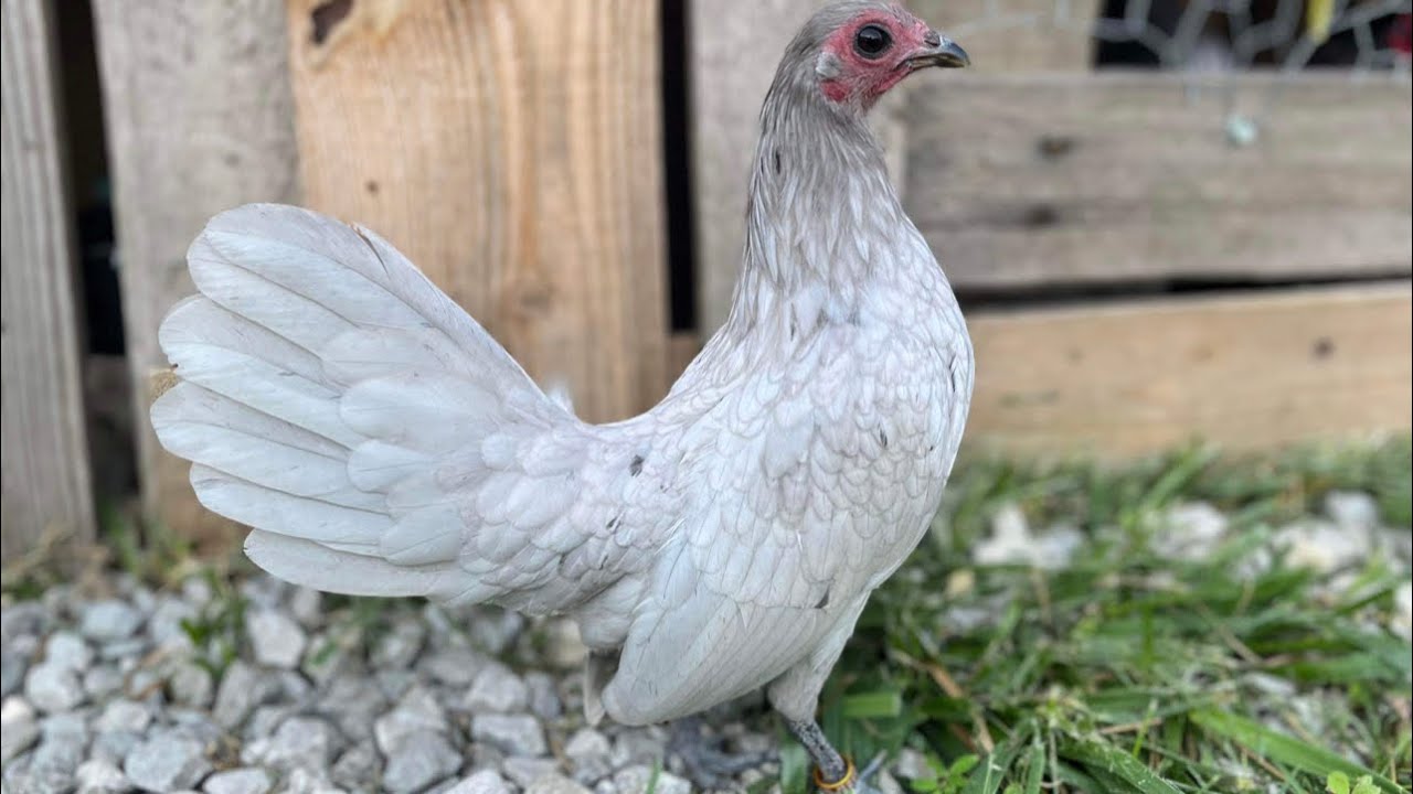 New pens and new birds( old English game bantams & Aztecas) EP 6.