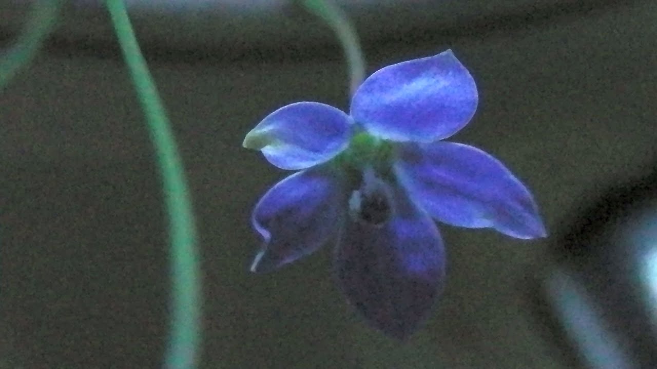 Bush Tucker: Native Bluebells  (&bull;‿&bull;❀)