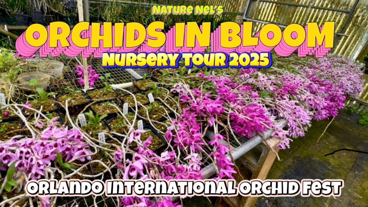An entertaining tour of jaw-dropping orchids at Orchids In Bloom. Plus a surprise twist in the end.