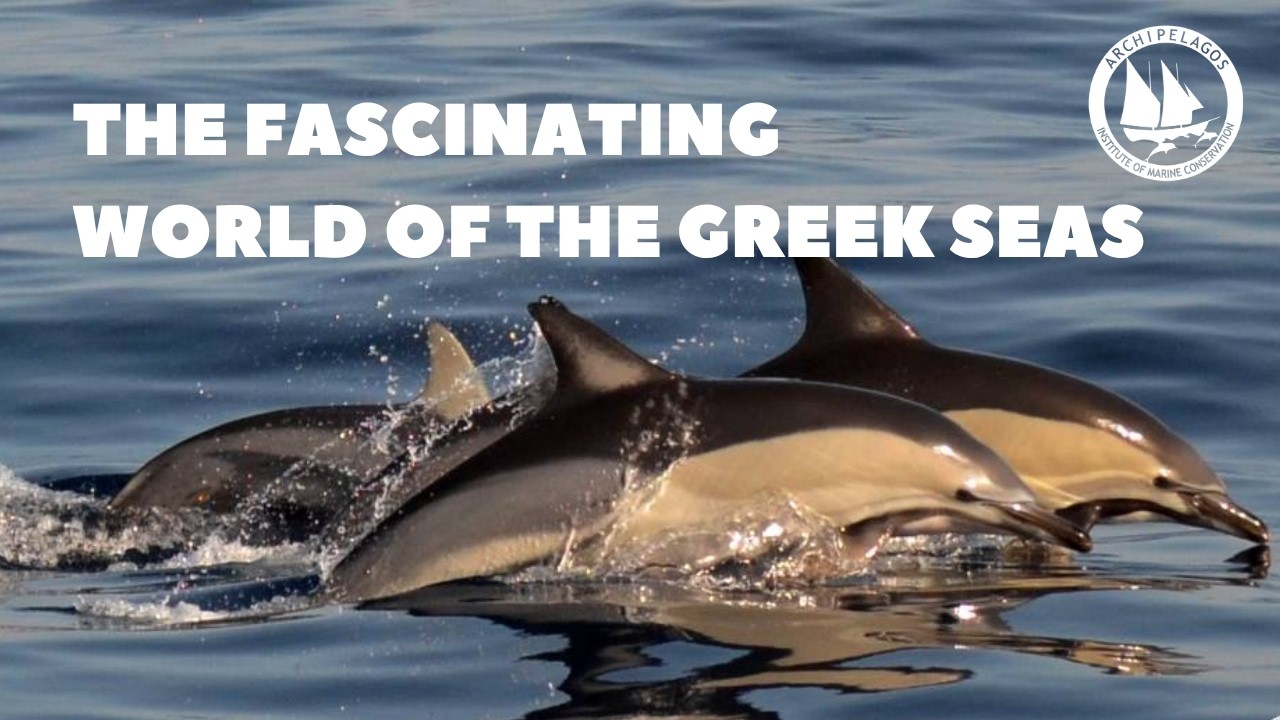 The Fascinating World of the Greek Seas