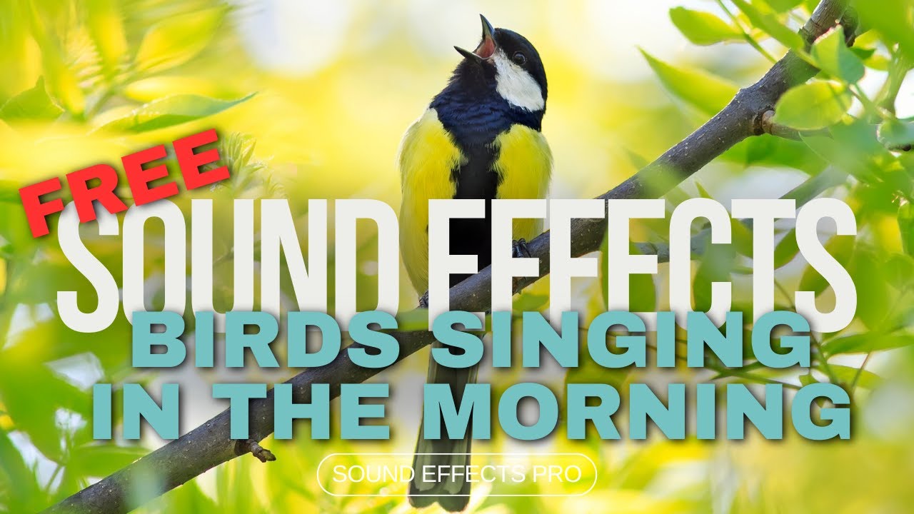 Birds Singing In The Morning Sound Effect - No Copyright - FREE Sound Effects