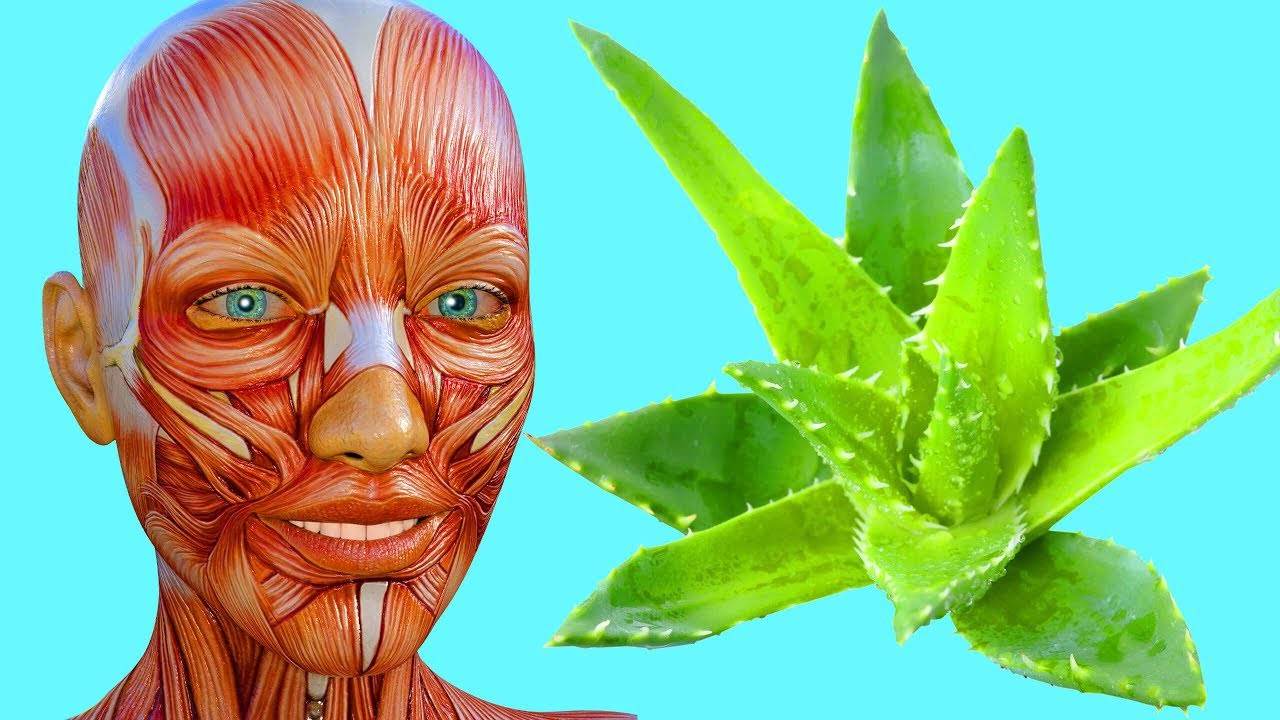 Ecco Cosa Succede Al Tuo Corpo Se Assumi Aloe Vera Ogni Giorno