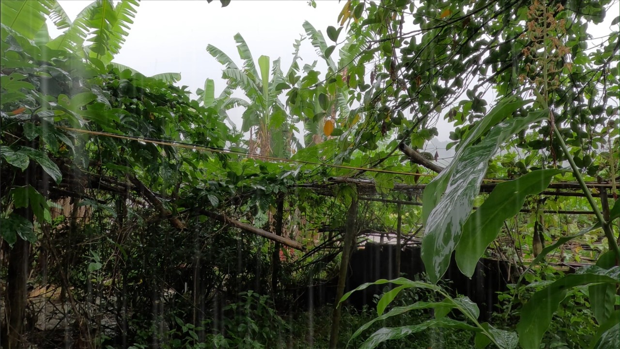 Gentle Light Rain in Tropical Garden, Soft Rain Sounds for Deep Sleep, Yoga & Study | Relaxing Rain