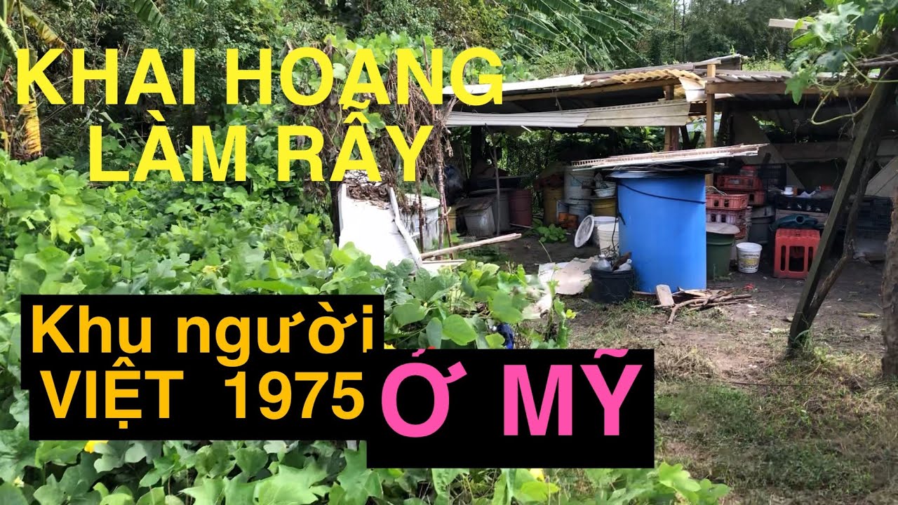 Vào RỪNG khai HOANG làm RẪY.....Ở khu người VIỆT 1975 o MY