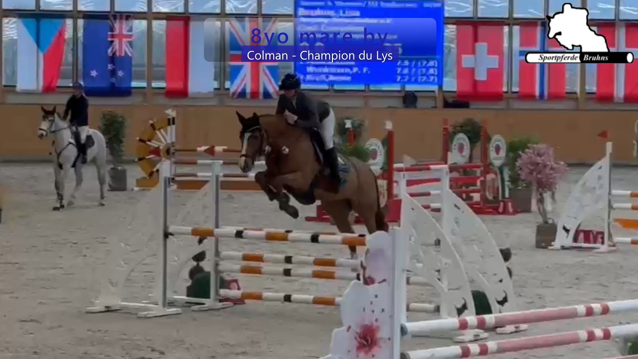 COOL CORRADINA ~ 8j. St. v. / 8yo mare by Colman - Champion du Lys
