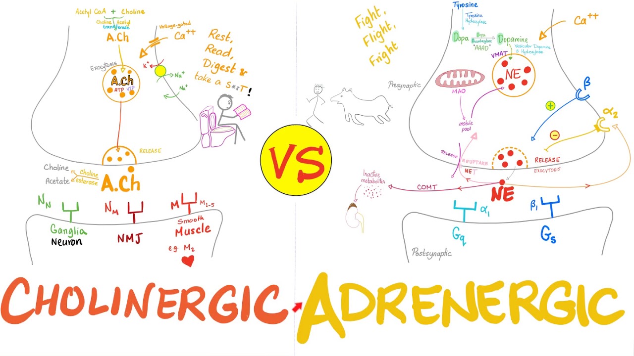 Cholinergic vs. Adrenergic Nerve Fibers - Parasympathetic vs. Sympathetic Nervous System - Neuro