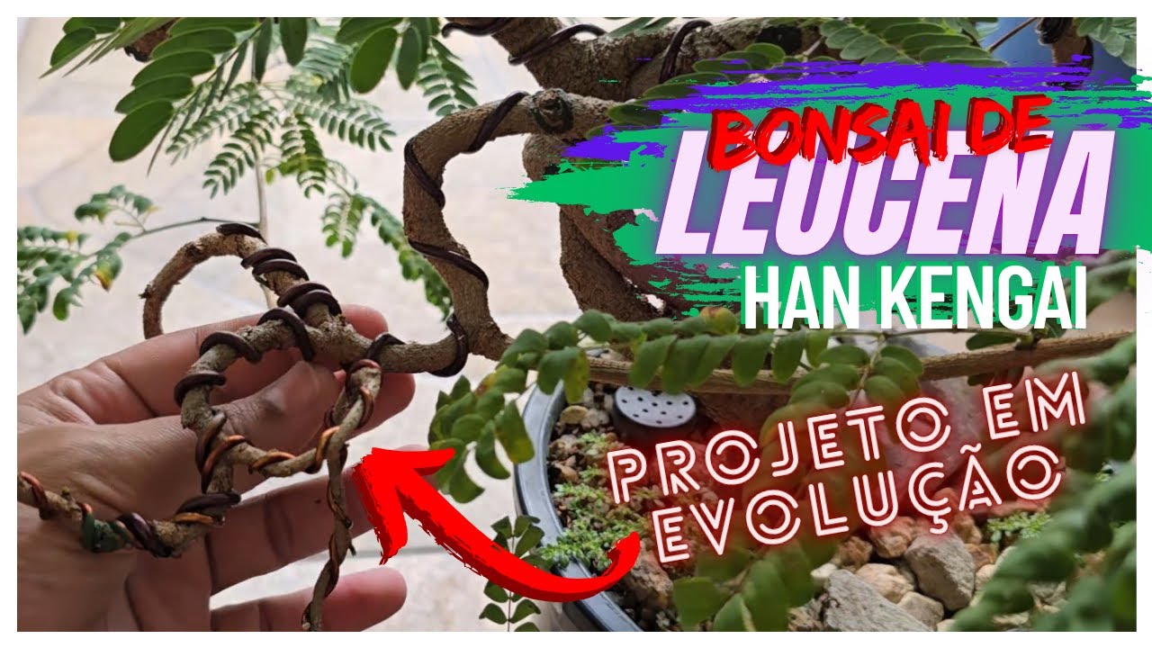 BONSAI DE LEUCENA 🌳 RETIRANDO ARAME E EVOLUINDO O PROJETO - CRIANDO BONSAI