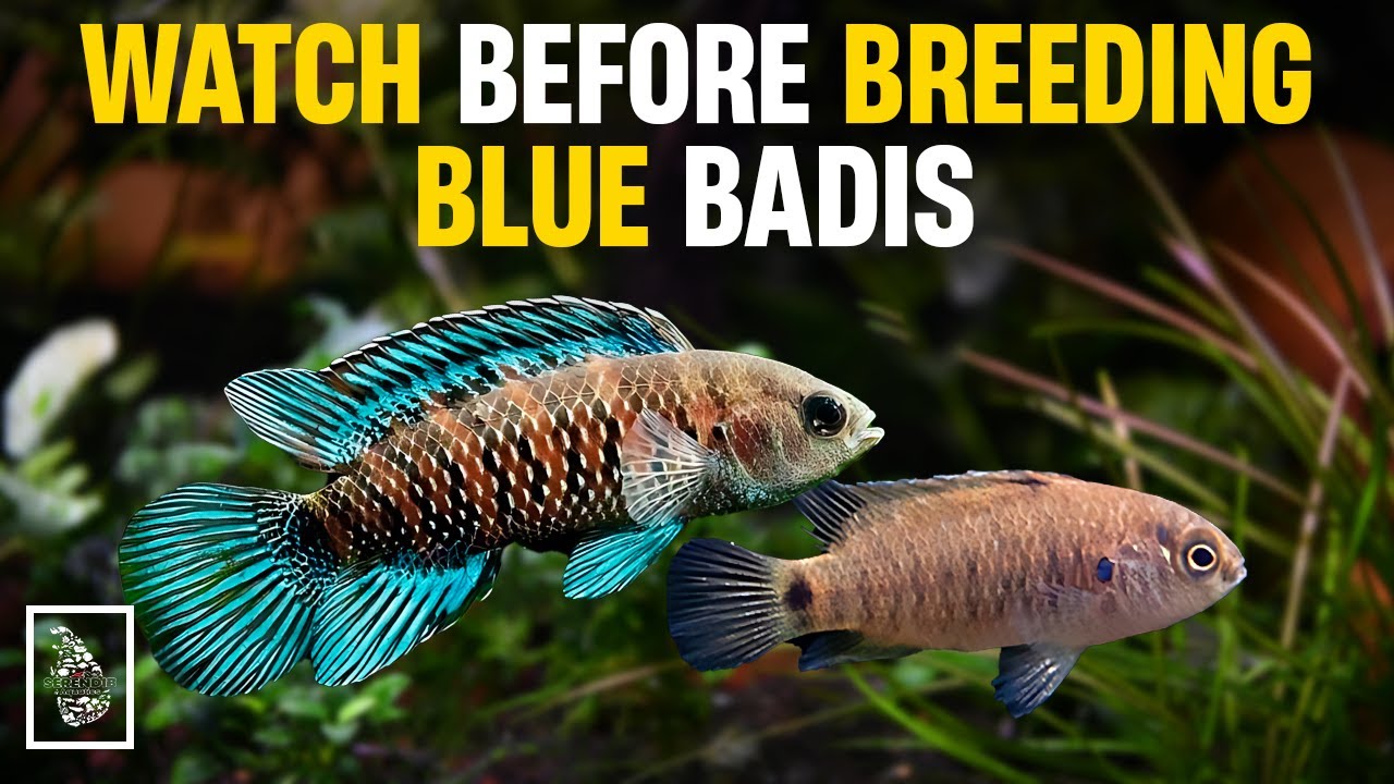 How to Breed Blue Badis (Badis badis) and Fry Care | Serendib Aquatics
