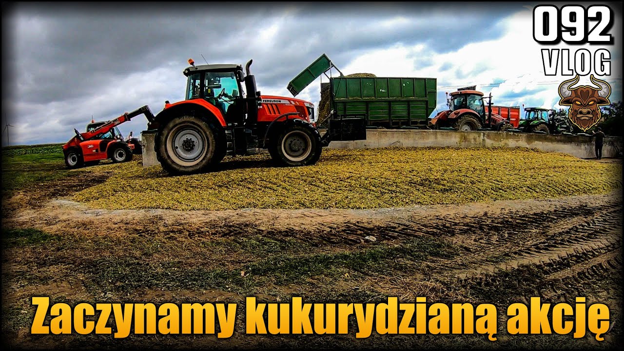 Kosimy kukurydzę na kiszonkę - w tym roku 