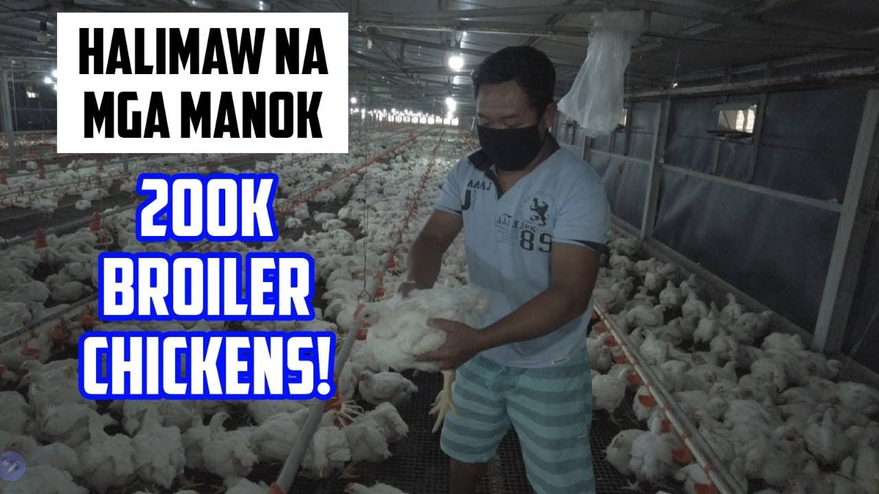 200,000 BROILER CHICKENS SA IISANG FARM. HANEP SA LAKI!