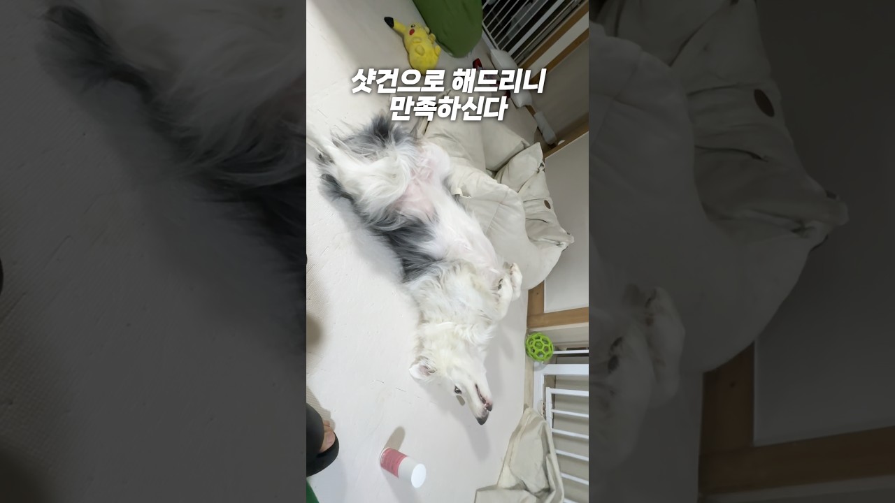 티키타카 지리는 견주&보더콜리 ㅋㅋㅋ