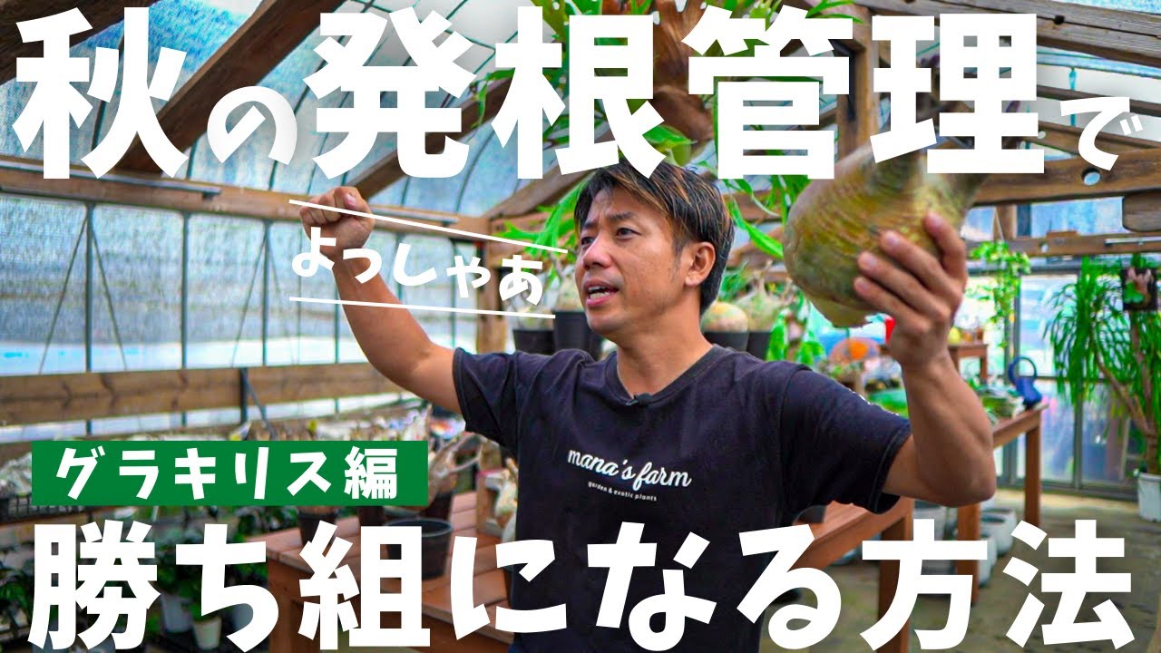 【秋のグラキリスの発根管理って実際どうなん？】選び方やメリットデメリットをお伝えします！