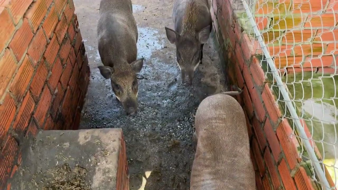 Thăm hộ nuôi Tràm Chim Đồng Tháp 