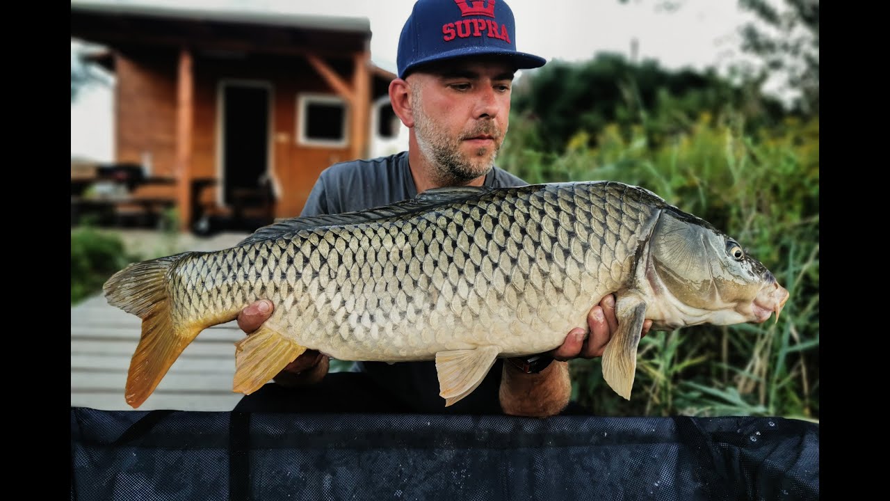 Bányatavi pontyok nyomában  3# Oázis horgásztó (Mocsa)🎣- Olyat fogtunk Almával mint még soha!!👀