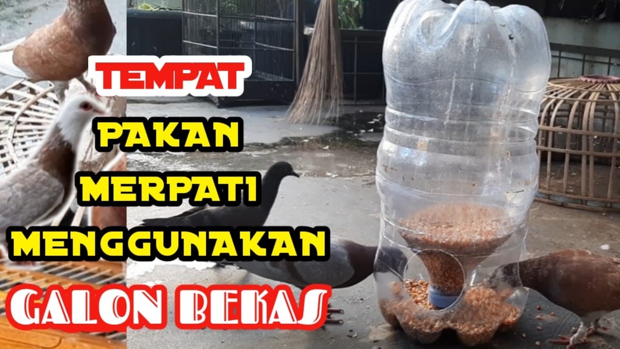 CARA MEMBUAT TEMPAT PAKAN MERPATI MENGGUNAKAN GALON BEKAS #merpati #merpatikolong #burung