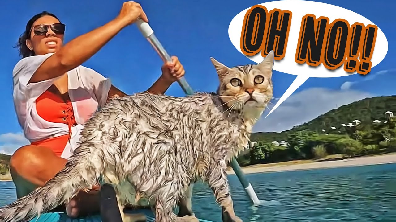 Snorkeling Adventure GOES WRONG in Salt Pond Beach! 🏄‍♀️😳🐈 (Hiking Ram Head Trail, St. John)