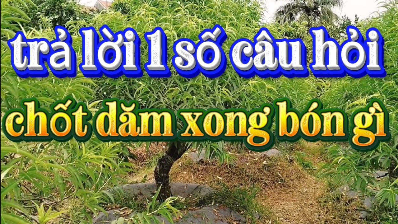 Trả lời 1 số câu hỏi chốt dăm xong bón gì và làm gì 