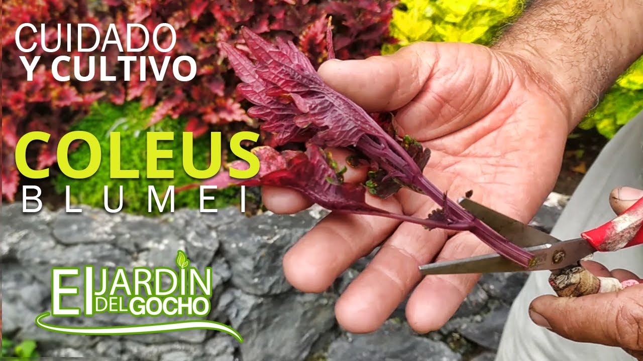 Cuidados y cultivo de  Coleus blumei [LOS HERNRIQUES] #2020🍃