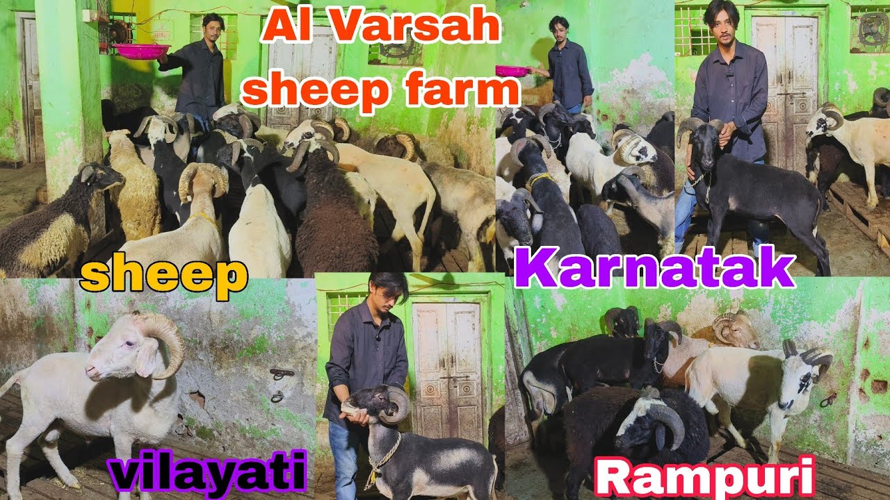Al Varsah sheep farm per Rampuri vilayati Karnatak sheep s hai available in Hyderabad 