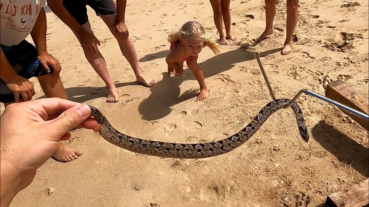 Venomous Snake on a Busy Beach!
