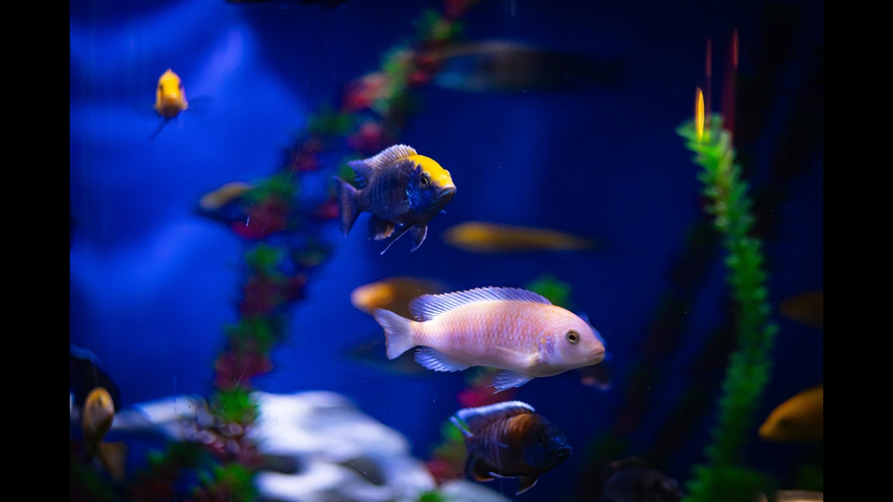 Dream Aquarium 4K  2 Hours  8 Aquarium Tanks for Relaxation