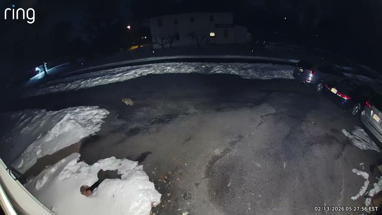 Raccoon came back 02/13/2026
