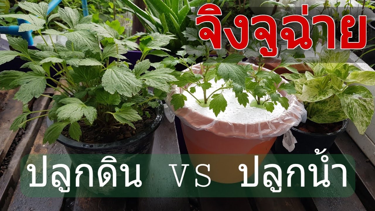 วิธีปลูกจิงจูฉ่าย การขยายพันธุ์จิงจูฉ่ายหลากหลายวิธี