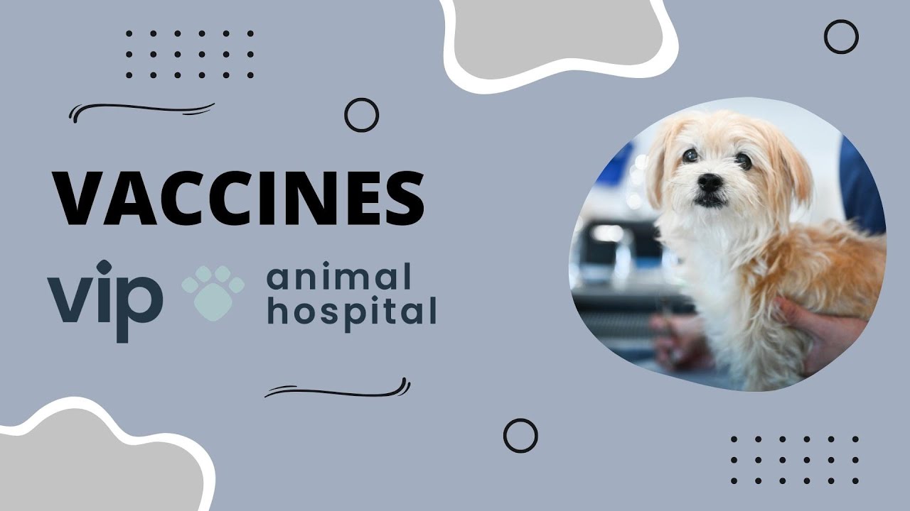 VIP Animal Hospital | Vaccines