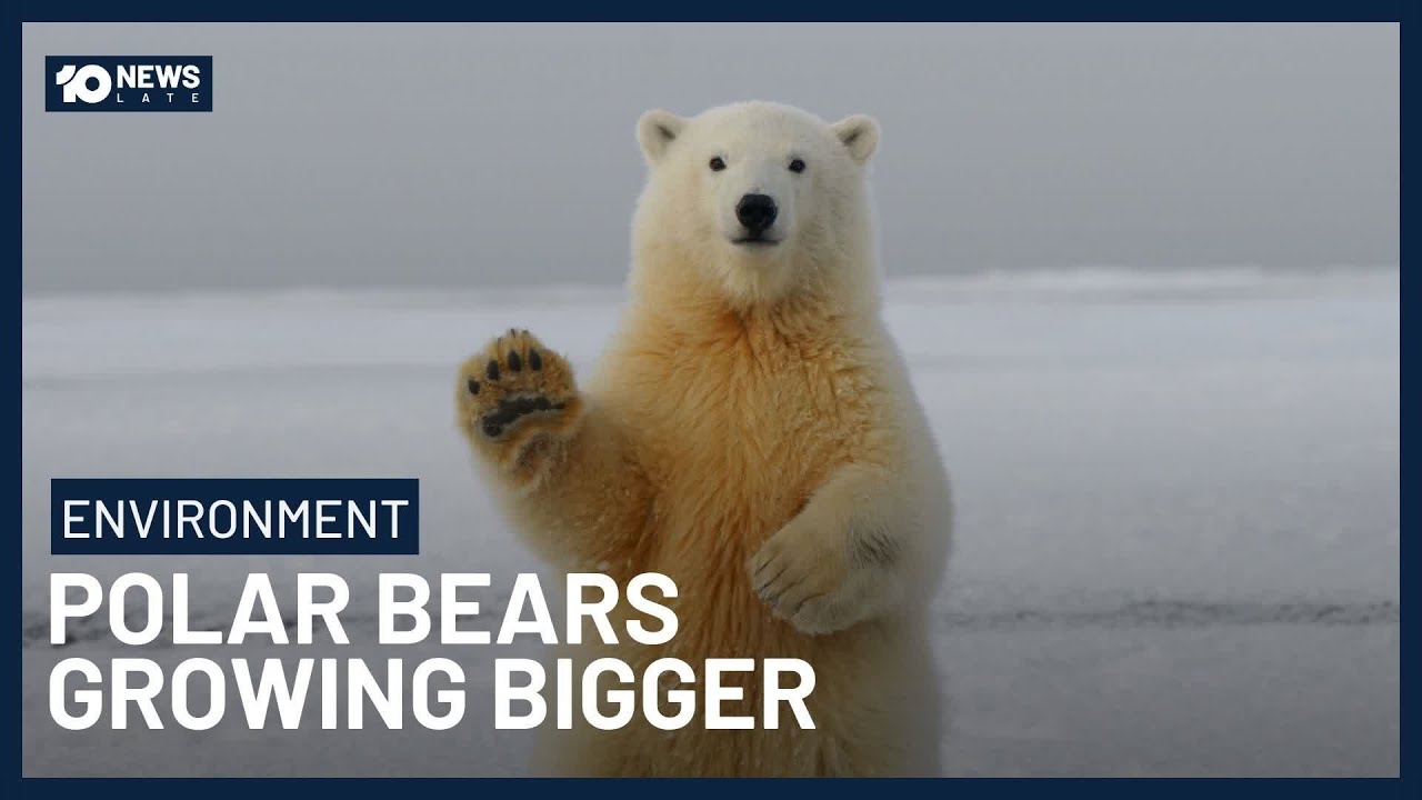 Polar Bears Growing Bigger & Healthier Despite Thinning Sea Ice | 10 News