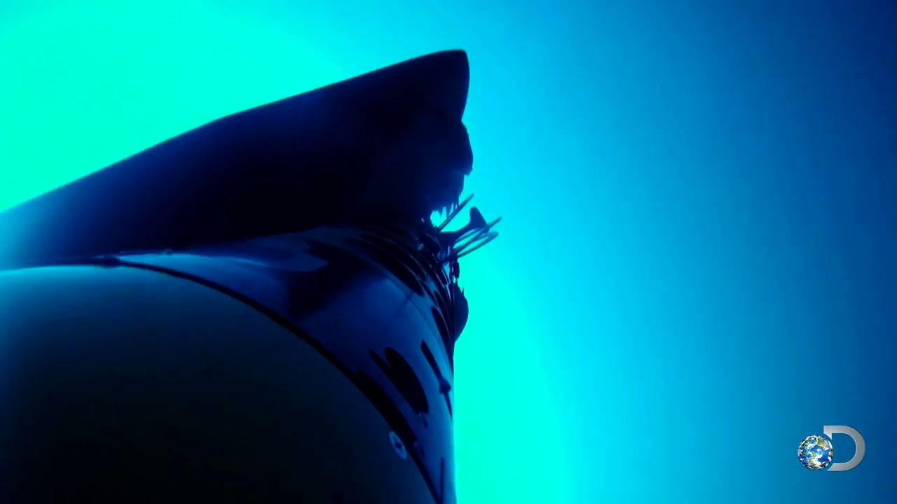 SharkCam Attacked from Behind