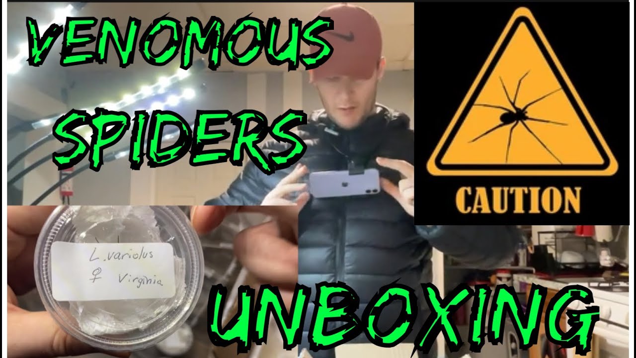 SPIDER UNBOXING, ENCLOSURE DECORATING! #spider #pets #animals #viral #foryoupage #exoticpets #widow 