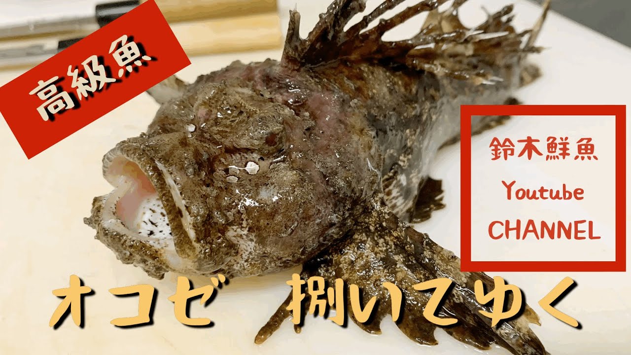 【高級魚】オコゼの造り（湯引き）【字幕あり】