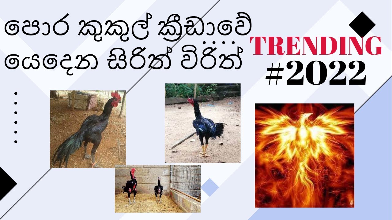 පොර කුකුල් ක්‍රීඩාවේ යෙදෙන සිරිත් විරිත්.පොර කුකුලෝ කොටවන්න කලින් අනිවාරෙන් බලන්න.KITHMI FARM HOUSE