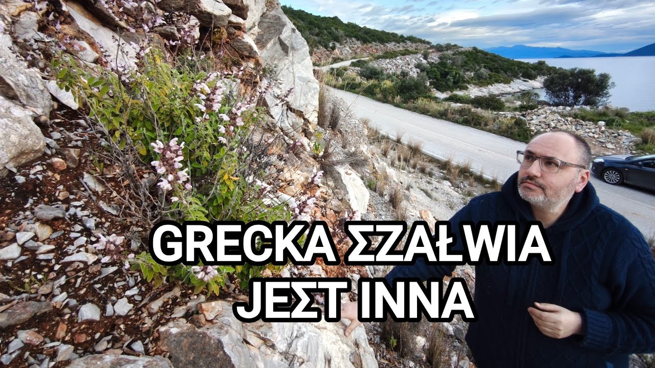 Szałwia grecka, judaszowiec i inne skarby wybrzeża Hellady