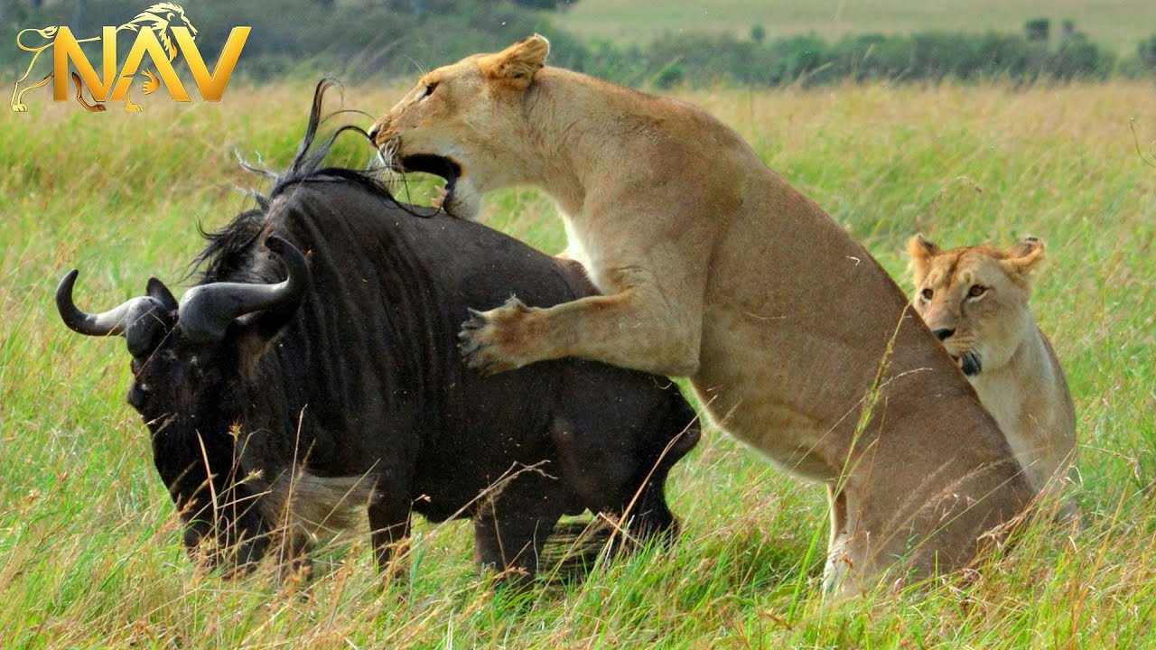 FROM SERENGETI TO MAASAI MARA: Survival on the Move | Wild Animals